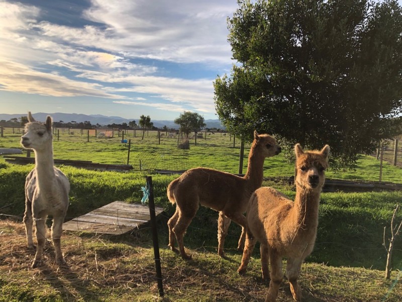 36 Lawsons Rd, Toora VIC 3962