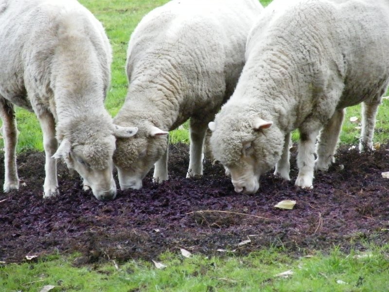 527 Foster Fish Creek Rd, Foster VIC 3960