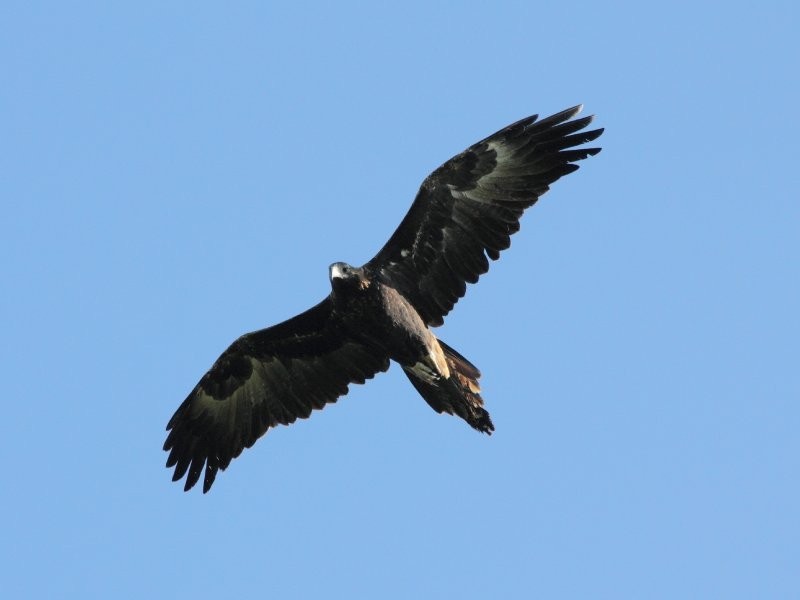 527 Foster Fish Creek Rd, Foster VIC 3960