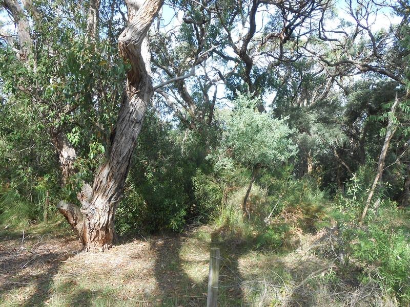 6 Caringal Street, Waratah Bay VIC 3959