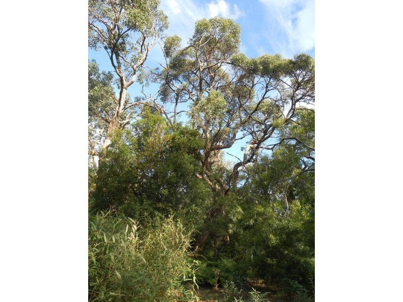 6 Caringal Street, Waratah Bay VIC 3959