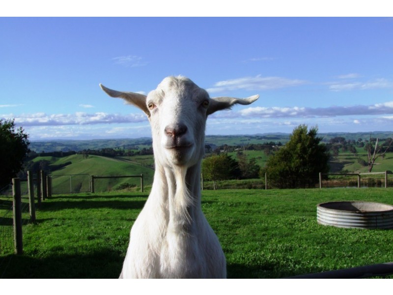 Leongatha North VIC 3953