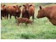 716 Hedley Range Rd, Binginwarri VIC 3966
