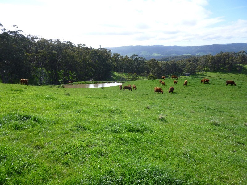 716 Hedley Range Rd, Binginwarri VIC 3966