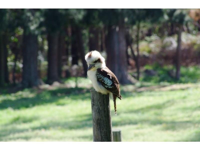 80 Pitt Rd, Hallston VIC 3953