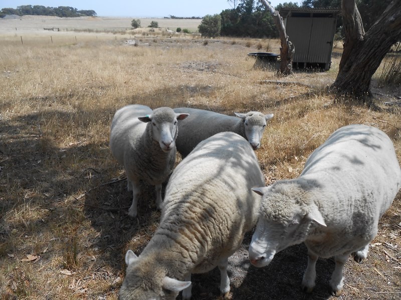 75 Shellcott Road, Yanakie VIC 3960