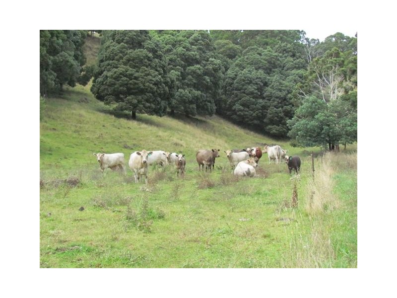 385 Duggan North Road, Fumina VIC 3825