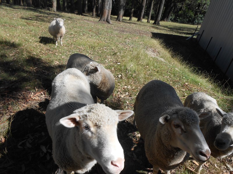 150 Hedley Range Road, Welshpool VIC 3966