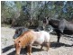125 Charles Hall Road, Foster VIC 3960