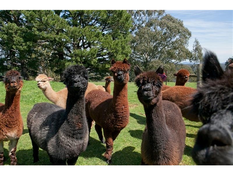 385 Duggan North Road, Fumina VIC 3825