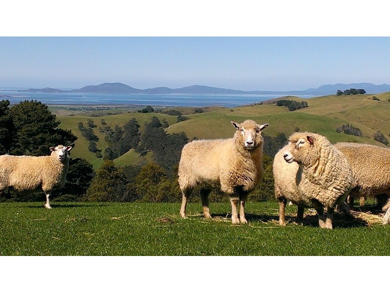 44 BEANHAMS ROAD, Foster VIC 3960