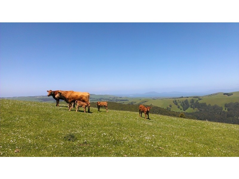 44 BEANHAMS ROAD, Foster VIC 3960