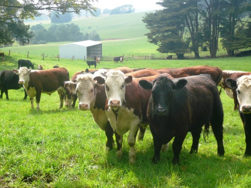 815 Allambee – Childers Road, Thorpdale VIC 3835