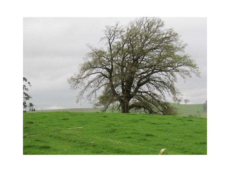 211 Mountain View Road, Mountain View VIC 3988