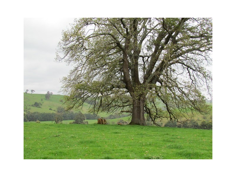 211 Mountain View Rd, Mountain View VIC 3988