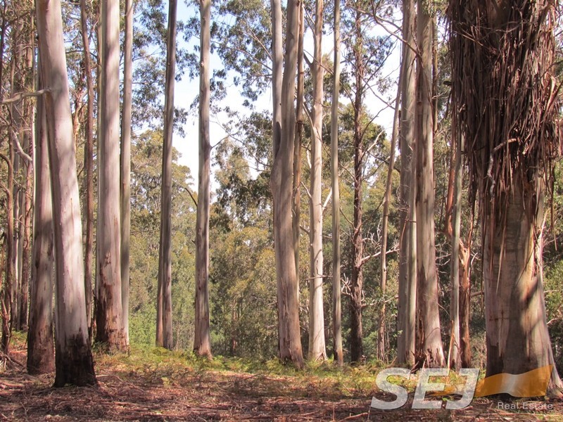 1980 Mt Baw Baw Tourist Road, Icy Creek VIC 3833