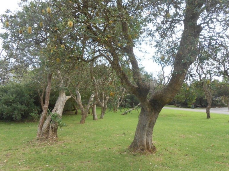 32 Ash Avenue, Sandy Point VIC 3959