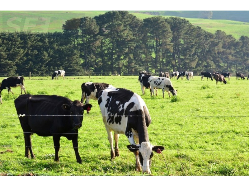 655 Canavans Rd, Mount Eccles VIC 3953