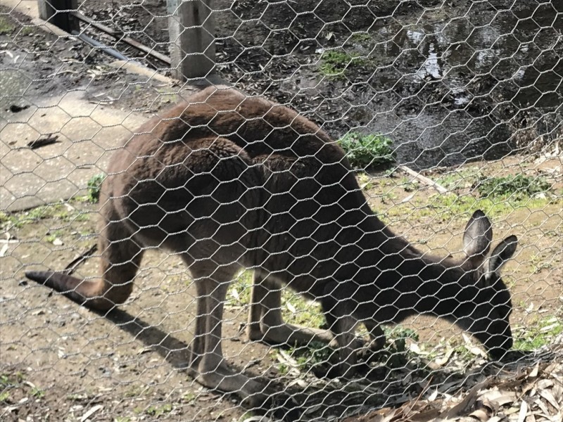 Site 140 Woodcroft Tourist Park, Woodcroft SA 5162