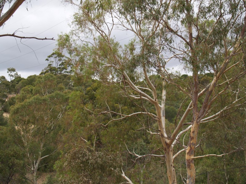 67 Education Road, Happy Valley SA 5159