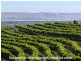 87 Rowley Road, Aldinga Beach SA 5173