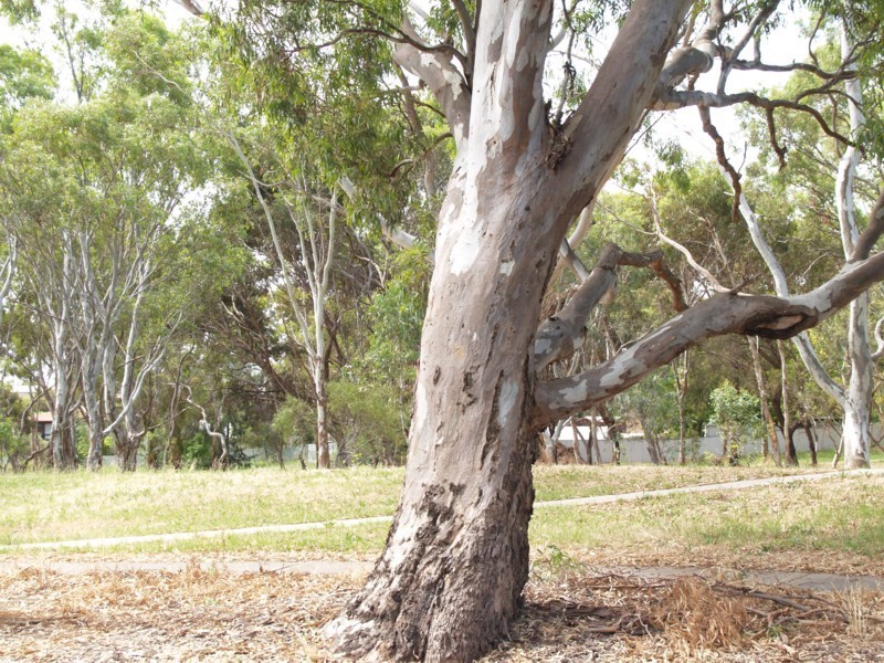 36 Barrdickson Crescent, Happy Valley SA 5159
