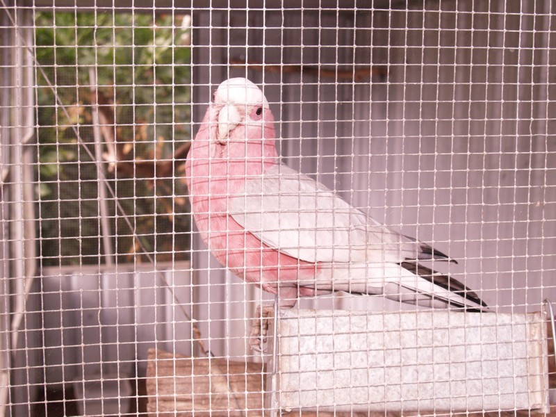 4 Kurrajong Place, Seacombe Gardens SA 5047