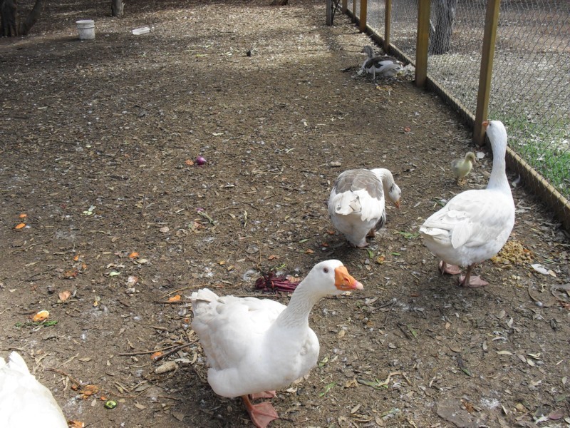 Site 13/22 Tuit Road (Port Willunga Tourist Park), Aldinga SA 5173