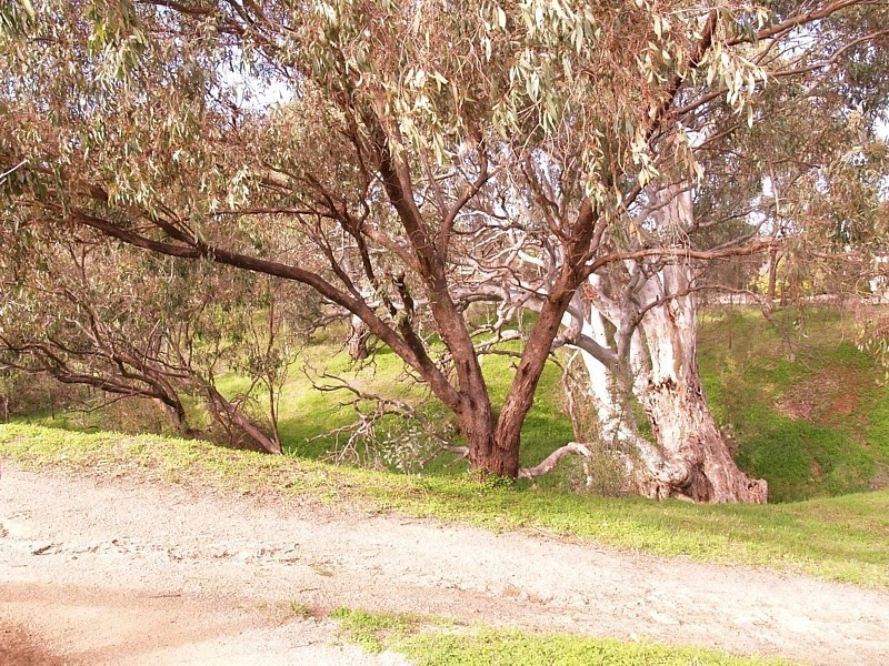 12 Parkgate Court, Onkaparinga Hills SA 5163