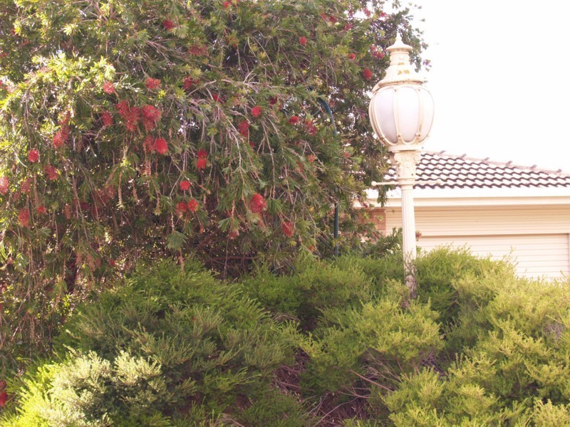 17 Manooka Road, Morphett Vale SA 5162