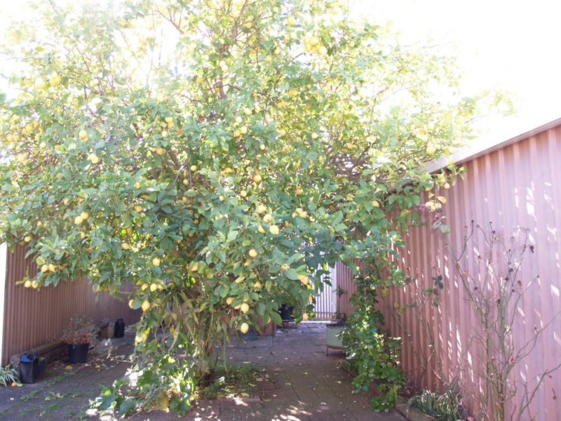 17 Manooka Road, Morphett Vale SA 5162