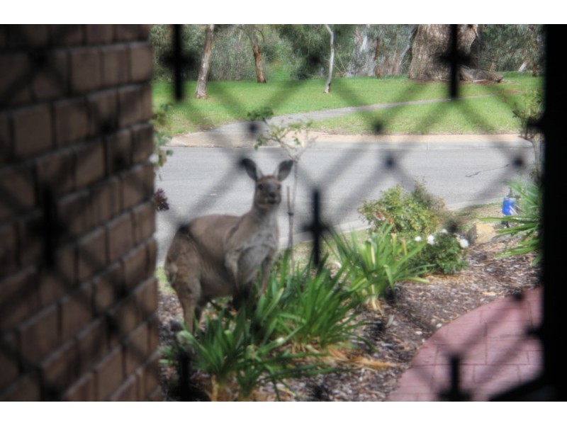 6 Elmwood Court, Onkaparinga Hills SA 5163