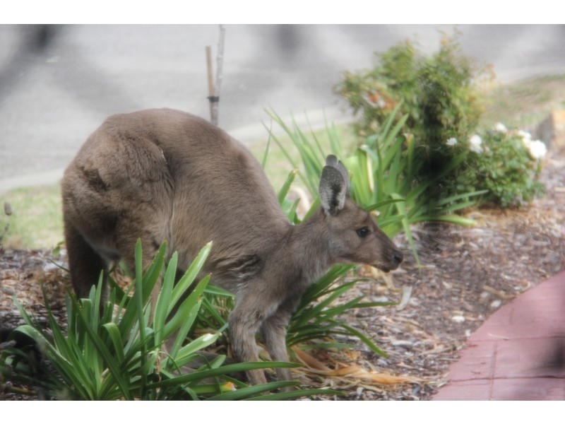 6 Elmwood Court, Onkaparinga Hills SA 5163