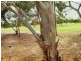 54 Golfcourse Drive, Woodcroft SA 5162