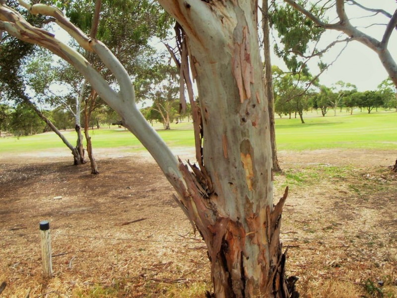 54 Golfcourse Drive, Woodcroft SA 5162