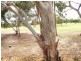 54 Golfcourse Drive, Woodcroft SA 5162