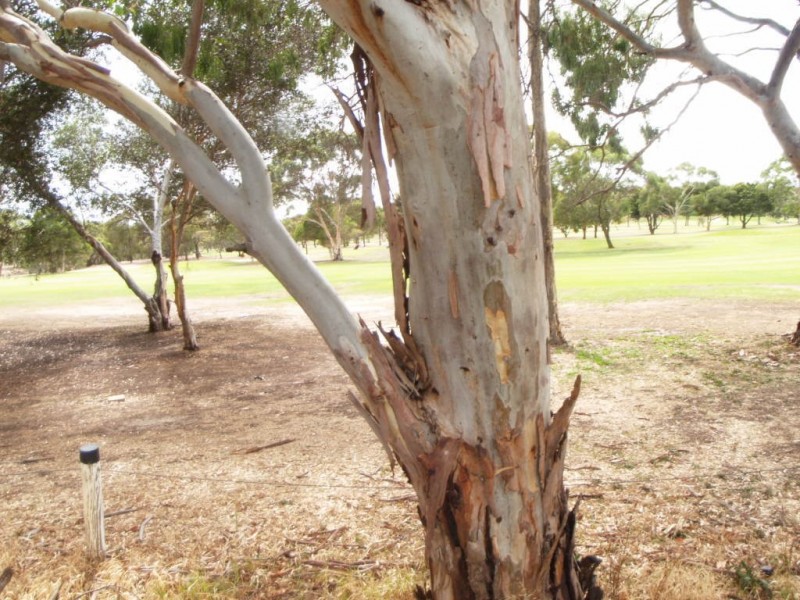 54 Golfcourse Drive, Woodcroft SA 5162