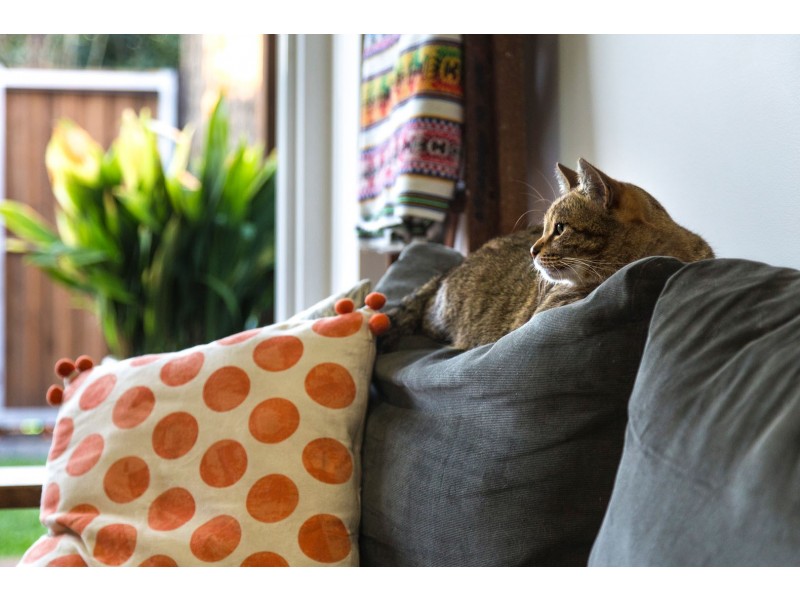 139 Park Avenue, Ashfield NSW 2131