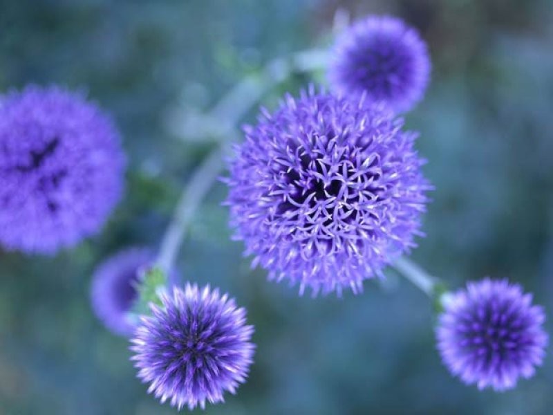 Lot 27 Gilchrist Drive, Campbelltown NSW 2560