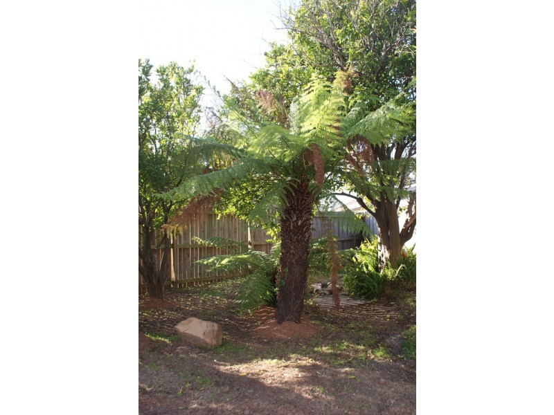 41 Turton Avenue, Clemton Park NSW 2206