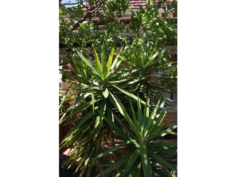 108 Harrow Road, Bexley NSW 2207