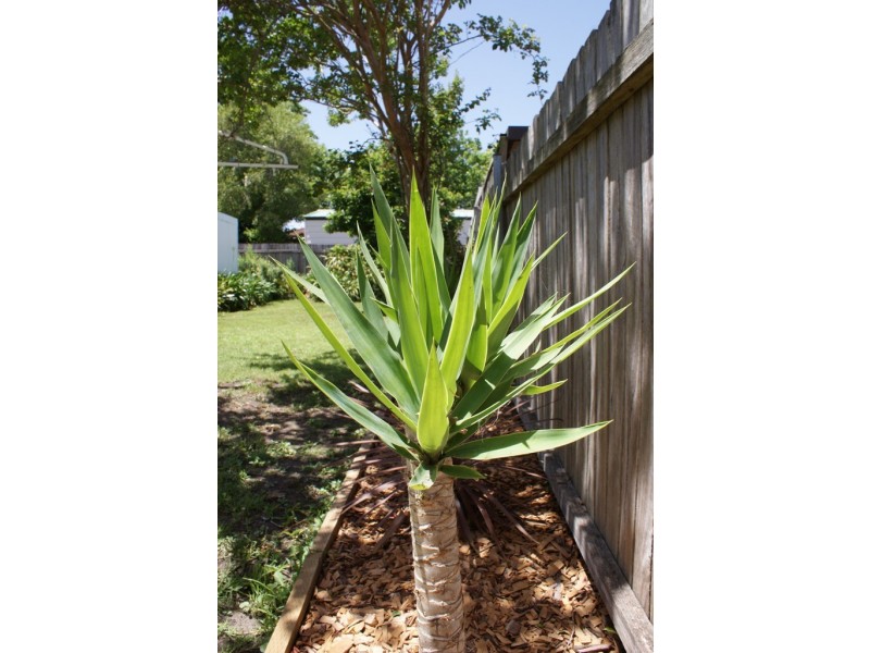 11 Downey Street, Bexley NSW 2207