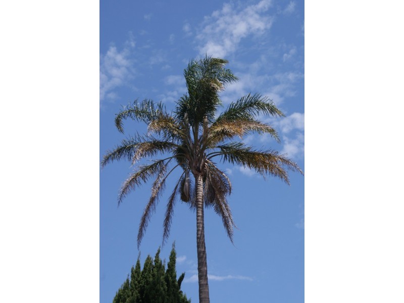 25 West Botany Street, Arncliffe NSW 2205