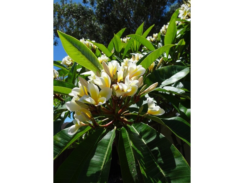 1 Kembla Street, Arncliffe NSW 2205