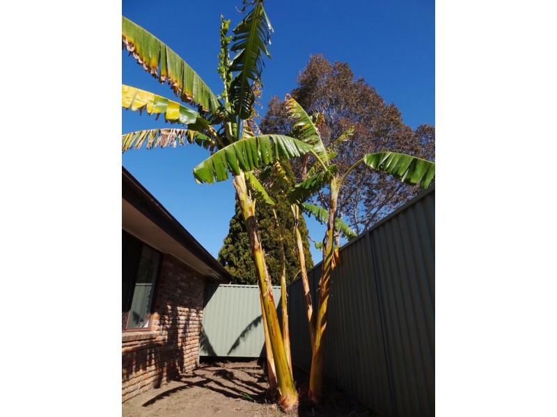 7 Tobermory Avenue, St Andrews NSW 2566