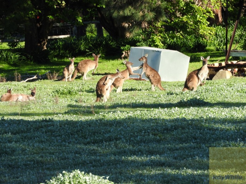 105 Hayward Road, Martin WA 6110