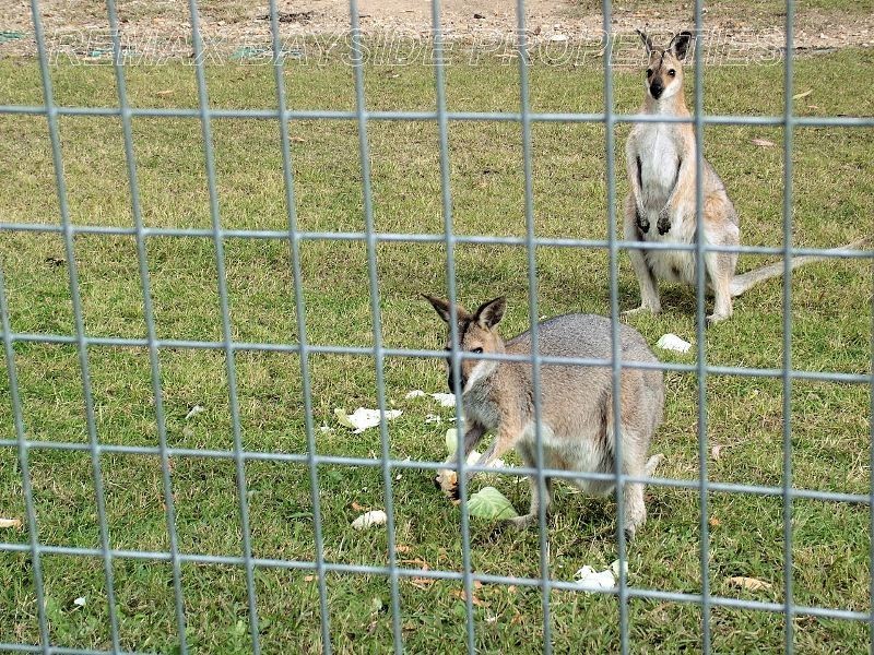 3 Lillypilly Street, Mount Cotton QLD 4165