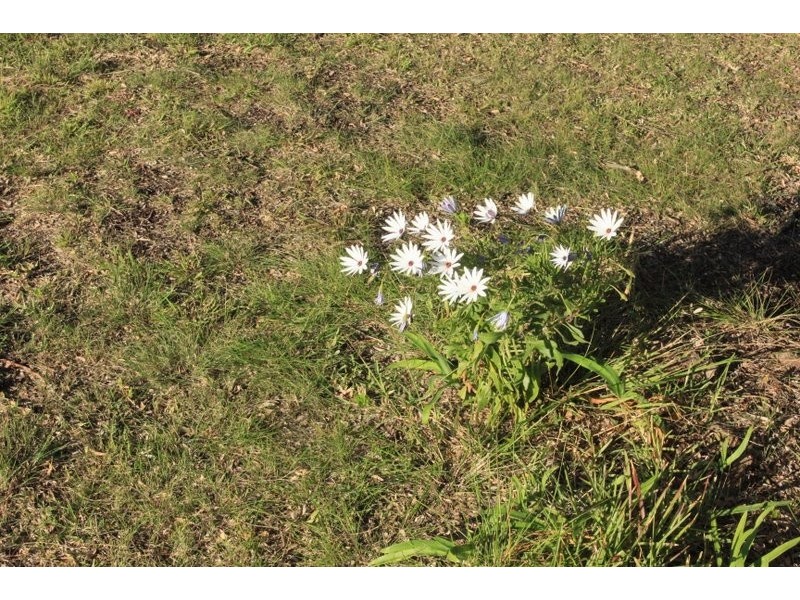 149 Fellows Road, Point Lonsdale VIC 3225