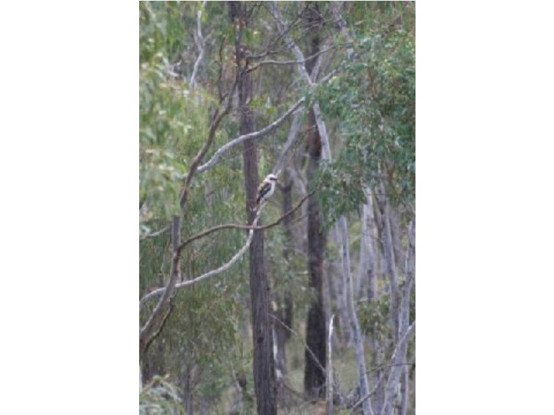 Capertee NSW 2846