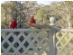 Portland NSW 2847